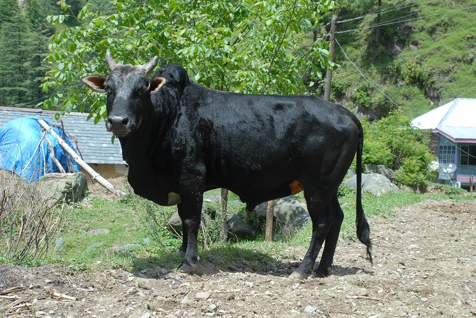 Himachali Pahari